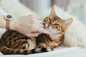 tips for living healthy cat