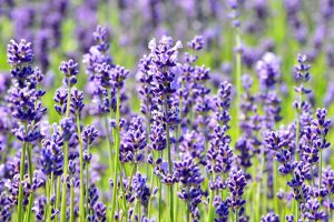 lavender essential oils for work