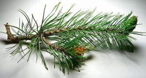 pine essential oils for work